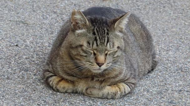 香箱座りで夕涼みしているもふもふな眠り猫 香箱座りで夕涼みしているもふもふな眠り猫の写真