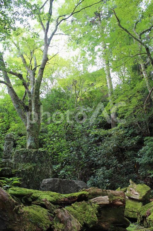 鶴林寺　第二十番札所　境内 鶴林寺,第二十番札所,四国八十八ヶ所の写真素材