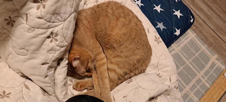 子猫、くつろぎ 子猫、くつろぎの写真