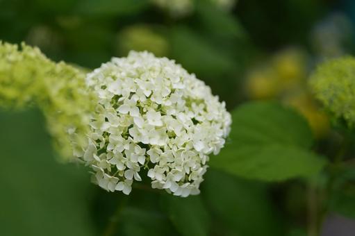 紫陽花 紫陽花の写真