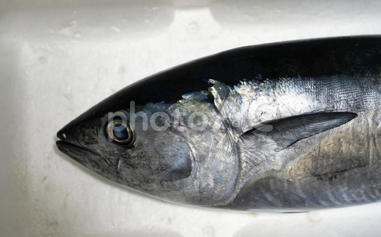 クロマグロの顔のアップ クロマグロ,本マグロ,マグロの写真素材