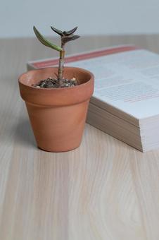 テラコッタ鉢に入った小さな植物と本 テラコッタ鉢に入った小さな植物と本 観葉植物,テラコッタ,鉢の写真素材