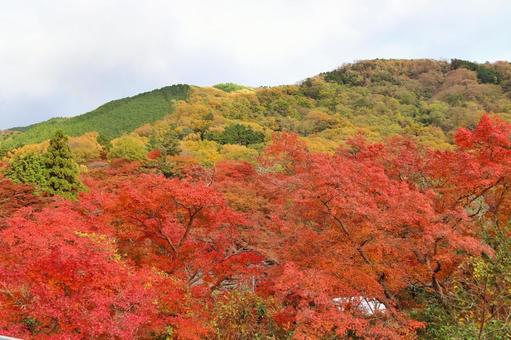 紅葉 紅葉の写真
