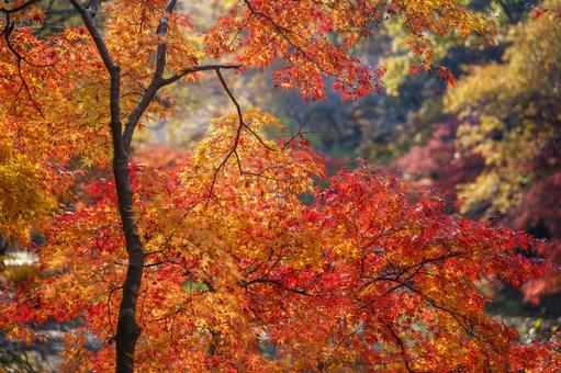 紅葉の秋 もみじ,カエデ,楓の写真素材