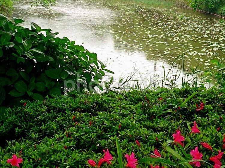 池と植物 池,緑,自然の写真素材