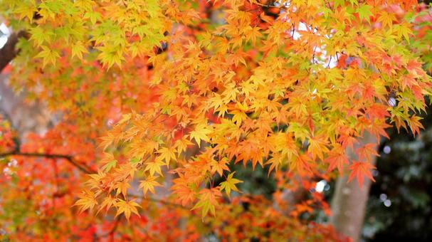 紅葉-1065 紅葉-1065の写真
