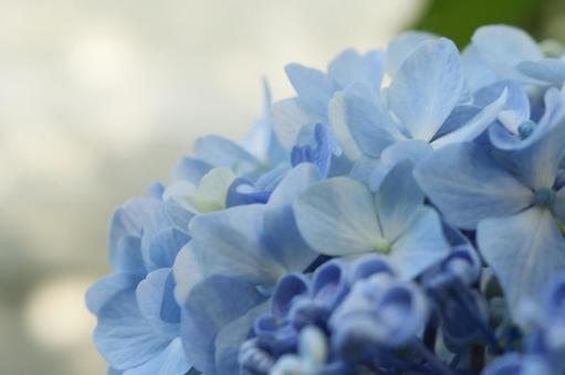 Photo, hydrangea, light blue, light blue flowers, 