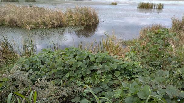 水辺の風景 水辺の風景の写真