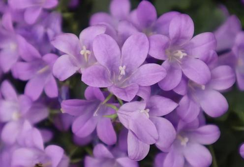 大切な人 大切な人 ベルフラワー,花,フラワーの写真素材