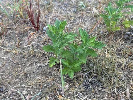 ヨモギの新芽 ヨモギの新芽 若草,植物,緑の写真素材