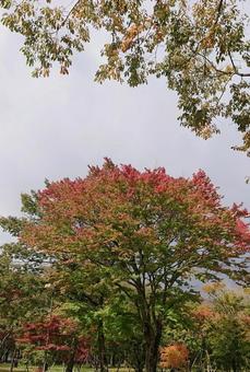 紅葉のはじまり 紅葉のはじまりの写真
