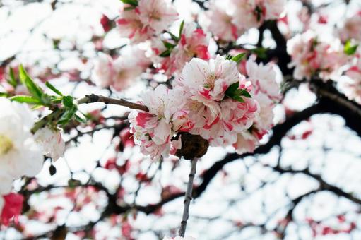 桃の花・その1 桃の花・その1の写真