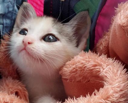 バッグに入った子猫 バッグに入った子猫の写真