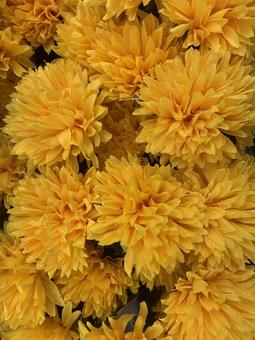 菊 花 菊 花 ガーデニング,園芸,秋の写真素材