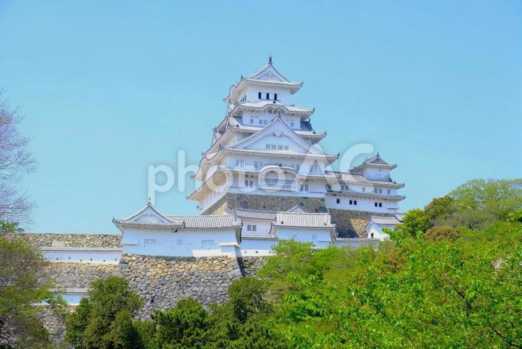 姫路城 姫路城,城,城郭の写真素材