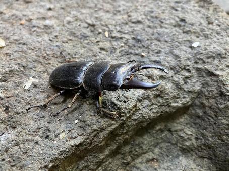 野生のヒラタクワガタ 野生のヒラタクワガタ むし,クワガタムシ,ヒラタクワガタの写真素材
