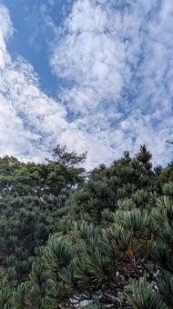 緑と空 緑と空 五葉松,秋の空,松の木の写真素材
