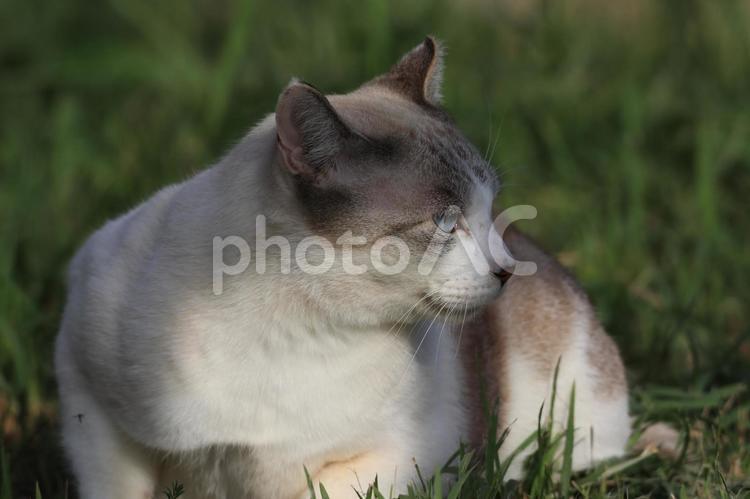 公園ネコ　沖縄県　那覇市 ねこ,キュート,キャットの写真素材