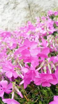 シバザクラの写真