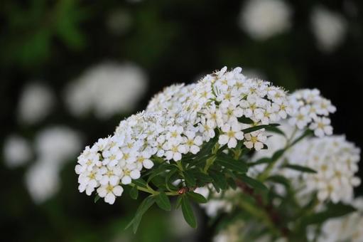 トサシモツの白い花びら花のアップ トサシモツの白い花びら花のアップ トサシモツ,白い,花びらの写真素材