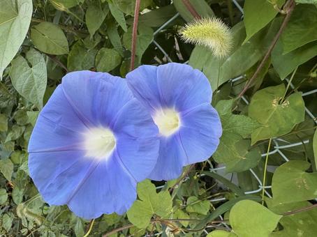 アサガオ　アップ アサガオ,朝顔,空色の写真素材