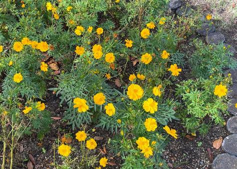 コスモス_黄色A_711C 花,コスモス,黄の写真素材