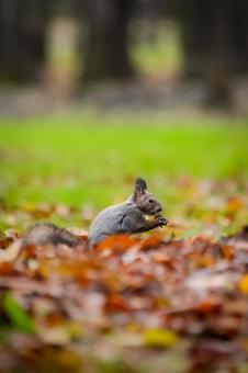 秋のエゾリス 秋,落ち葉,エゾリスの写真素材