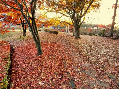 秋の風景 落ち葉,落葉,枯れ葉の写真素材