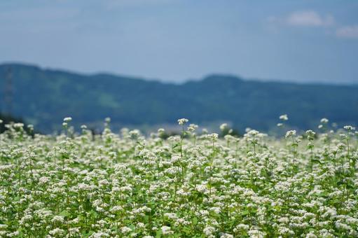 そば畑 そば畑 そば,蕎麦,蕎麦畑の写真素材