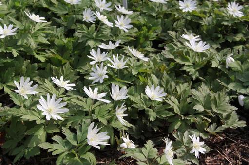 Photo, mountain grass, flower, blooms in early spring, 