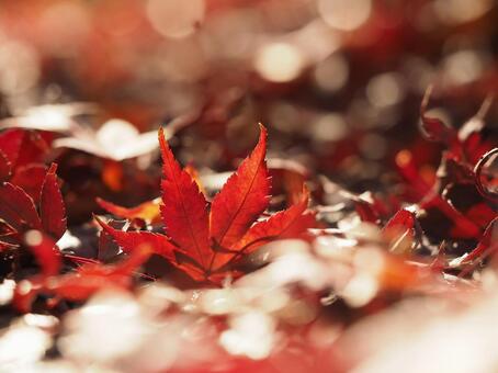 足元もみじ モミジ,紅葉,落ち葉の写真素材