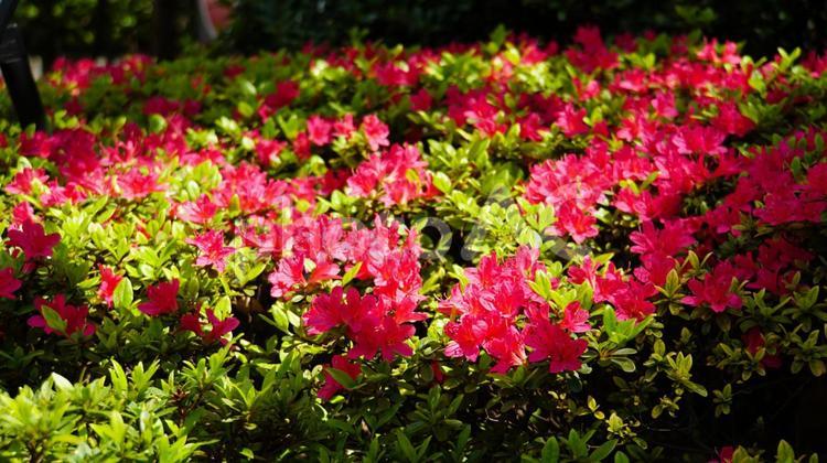 まるでスポットライトに照らされたような赤いツツジの花 ツツジ,花,赤の写真素材