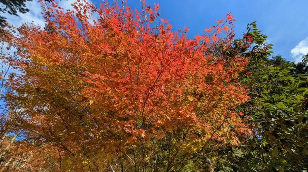 紅葉-116 もみじ,秋,背景の写真素材