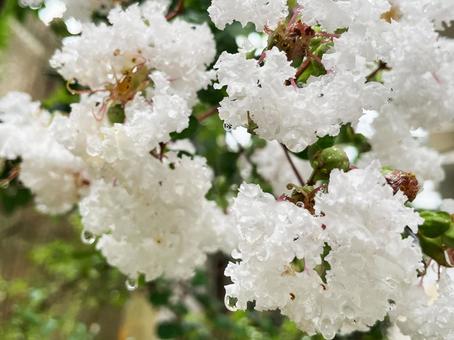 White Crape Myrtle flowers wet with rain, hundred days red, crisp berry, white, JPG