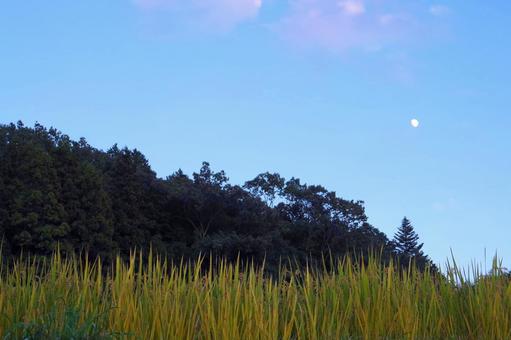 秋の田んぼの夕景 田んぼ,秋,夕景の写真素材