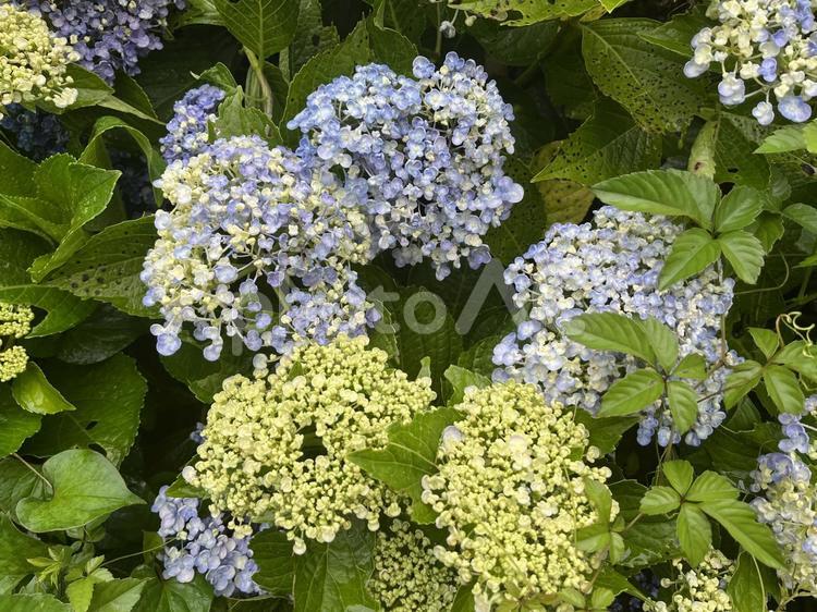 霧の中のゆとりすとパークおおとよ　紫陽花 高知県,大豊町,風と遊ぶの写真素材