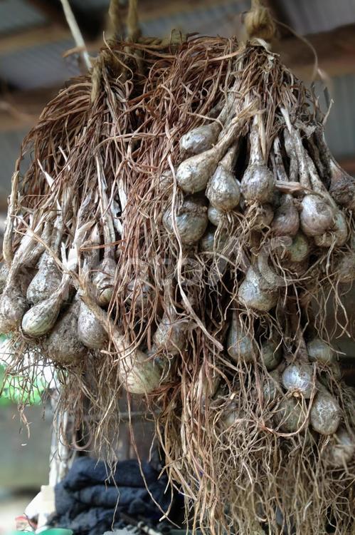 らっきょう らっきょう,辣韮,ラッキョウの写真素材