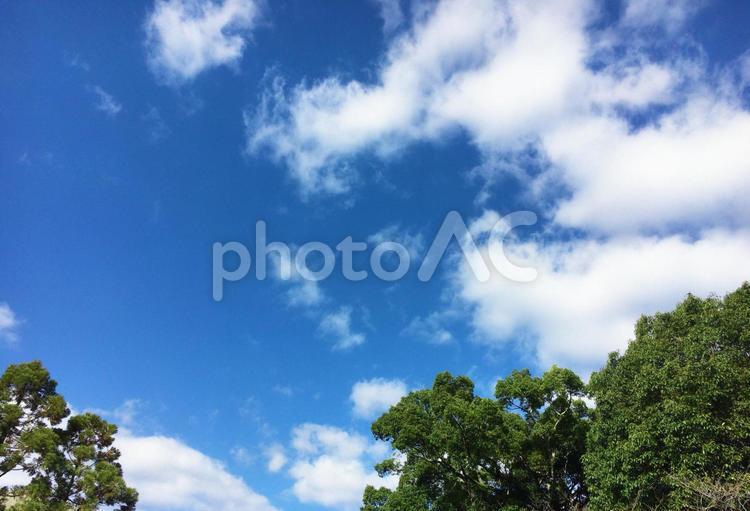 青空と木 空,青空,快晴の写真素材