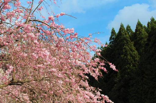 桜と青空と山 桜と青空と山の写真