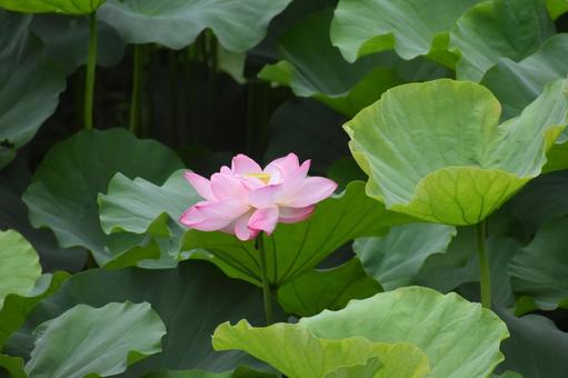 Oga lotus in the lotus field in Nozuta-cho, Machida City, just after the summer heat, JPG