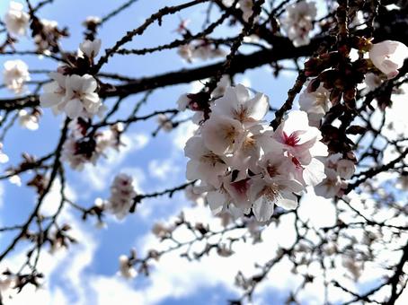 Cherry blossoms and blue sky 06, JPG