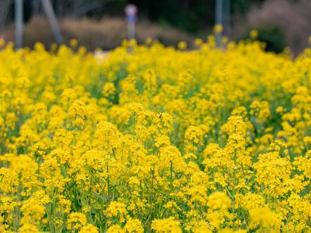 菜の花 菜の花の写真