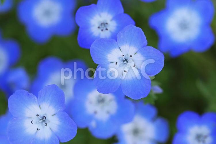 ネモフィラのかわいい青い花　春の草花　 ネモフィラ,ブルー,花の写真素材