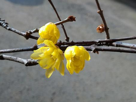 きれいなロウバイの花 きれいなロウバイの花の写真