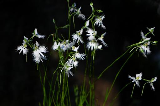 サギソウ 28の写真