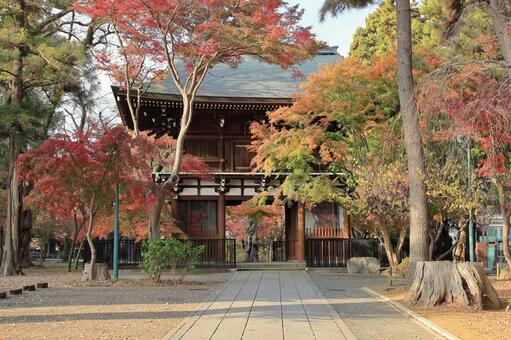 松戸市の東漸寺山門(仁王門) 東漸寺,東漸寺山門,東漸寺仁王門の写真素材