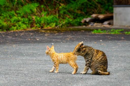 猫(152) 猫(152)の写真