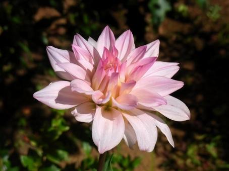 美しく開花した花壇のダリアの花 美しく開花した花壇のダリアの花の写真