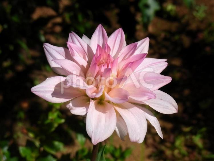 美しく開花した花壇のダリアの花 ダリア,花,植物の写真素材