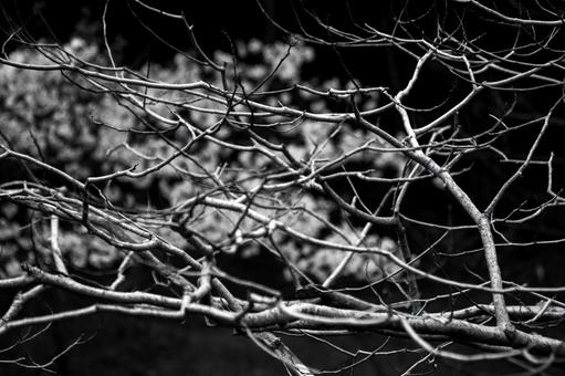 桜を背景に裸の枝を伸ばす樹 桜を背景に裸の枝を伸ばす樹の写真